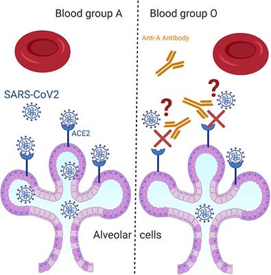 The Lebanese COVID-19 Cohort; A Challenge for the ABO Blood Group System